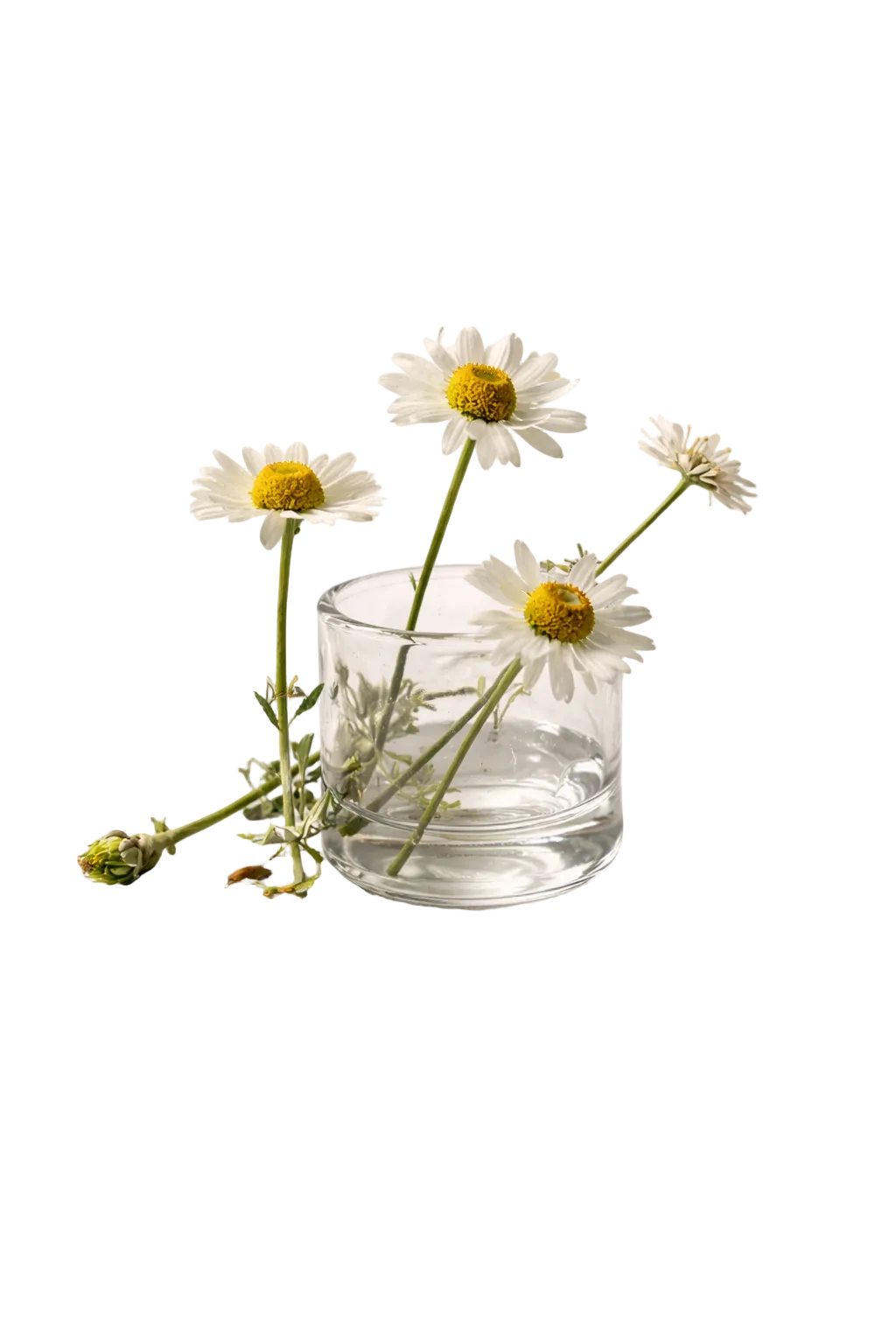 Chamomile (Chamomilla Recutita)