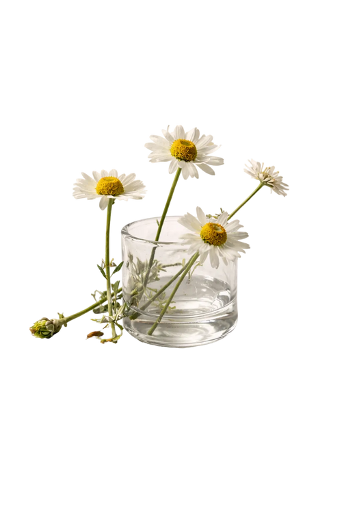 Chamomile