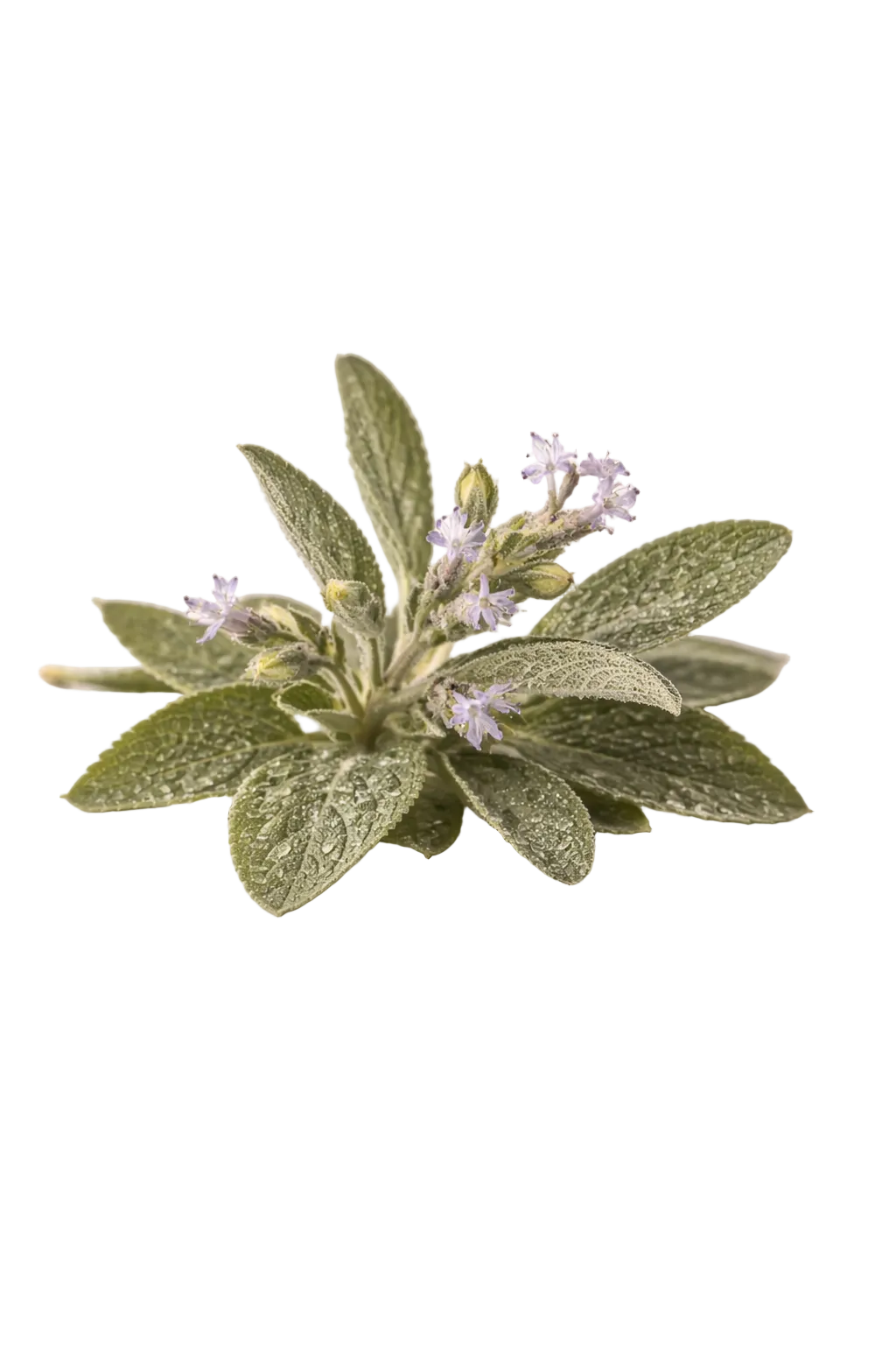 Greek Sage (Salvia Fruticosa)