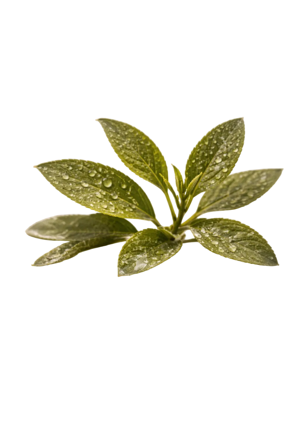 Green Tea (Camellia Sinensis)