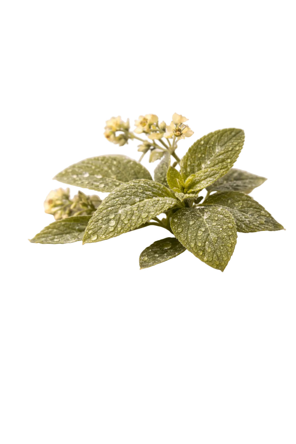 Lemon Balm (Melissa Officinalis)