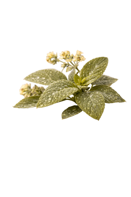 LEMON BALM